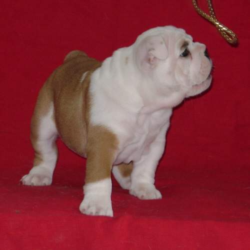 chiots bulldogs anglais